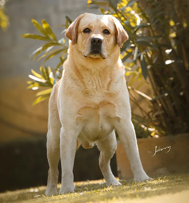 Captain of Buddy Hunter 